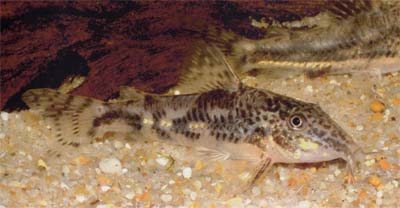 Scleromystax sp. C112